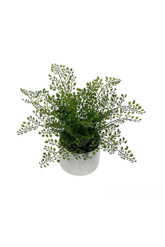 Maidenhair Fern Potted 32cm FPL122