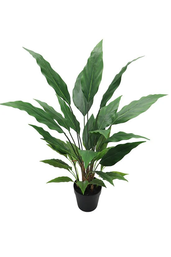 Spathiphyllum Vivaldi Potted 91cm FPL314